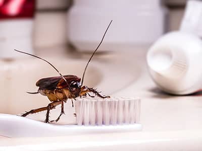american cockroach in bathroom