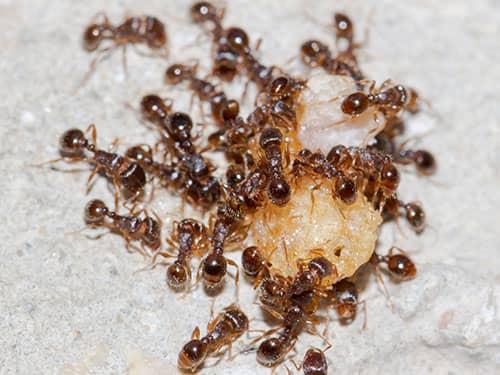 ants eating crumb on the kitchen floor