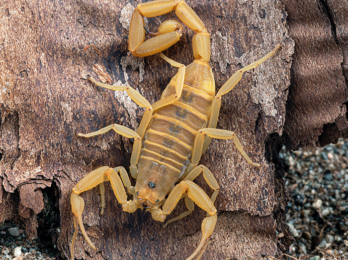 arizona bark scorpion