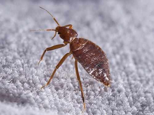 bed bug inside phoenix az home on a mattress
