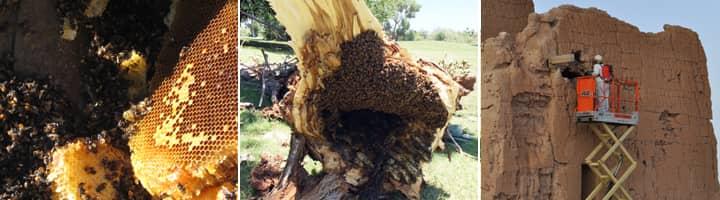 Learn More About How We Remove And Relocate Bees In Arizona live look at a bee infestation around a tucson az home