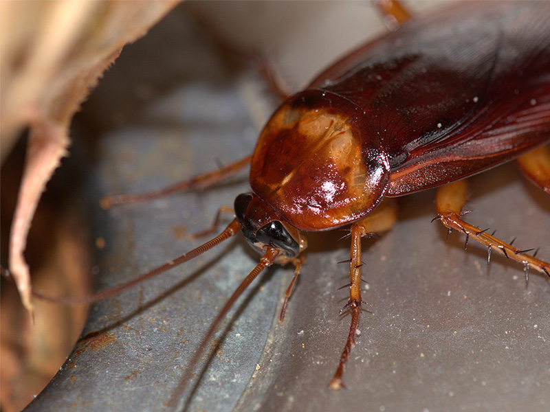 cockroach in southern az home