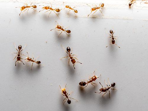 common house invading ants in arizona on a kitchen window