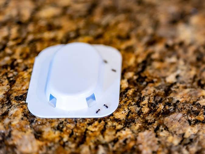 professional pest control yields better results than diy and may cost less in the end