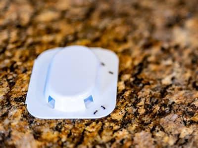 diy ant control doesn't work very well