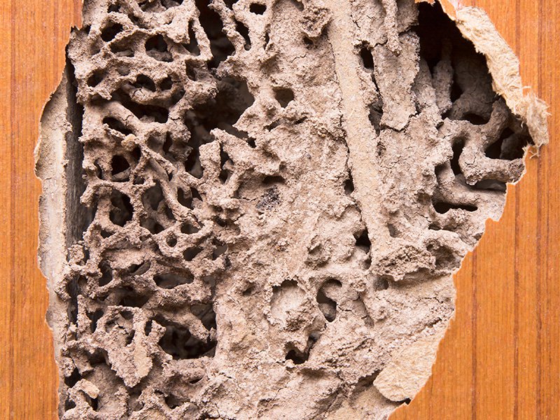 termite damage in the wall