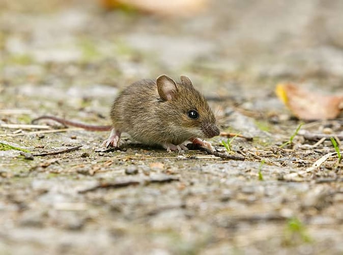 mouse searching for food in phoenix yard