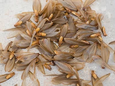 winged termites could mean you have a termite infestation