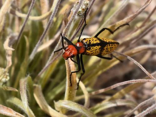 iron cross blister beetle phoenix az