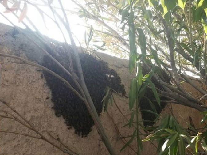 Learn More About Africanized Honey Bees Today! bee swarm in arizona