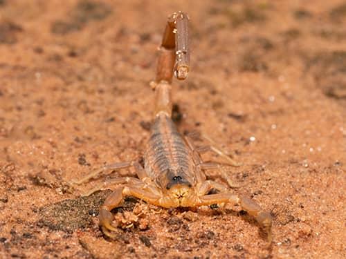 scoprion looking for higher ground near az home during monsoon season