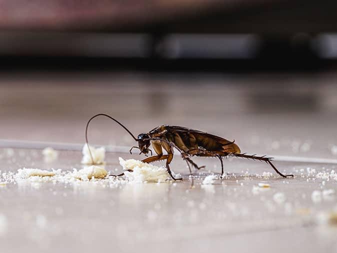 roach on kitchen floor of phoenix az home