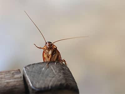 a single roach resting on a kitchen chair inside phoenix home
