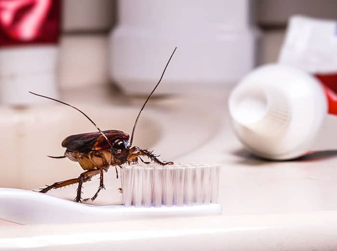 american cockroach infesting bathroom in phoenix