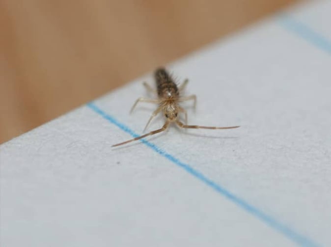 springtail inside home in tucson arizona