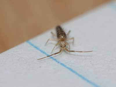 springtail inside tucson home