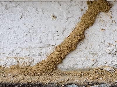 termite mud tube on phoenix home