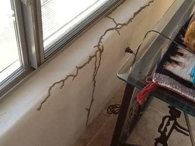 mud tubes in arizona are a clear sign of termite activity