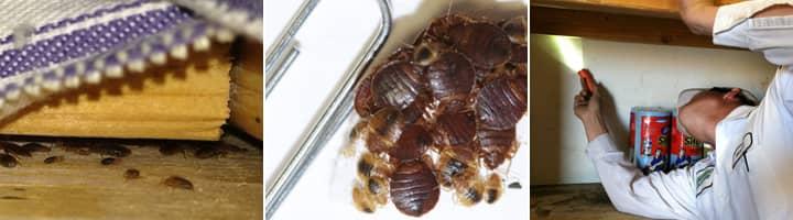 Learn More About Controlling And Getting Rid Of A Bed Bug Infestation In AZ a look inside a tucson az home with a bed bug infestation