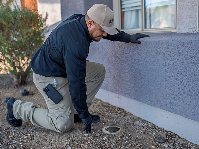 termite control services in arizona