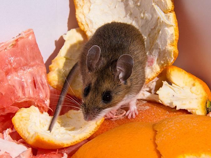 Learn More About Common Places Mice Hide In Tucson Homes mouse inside a tucson home looking for food