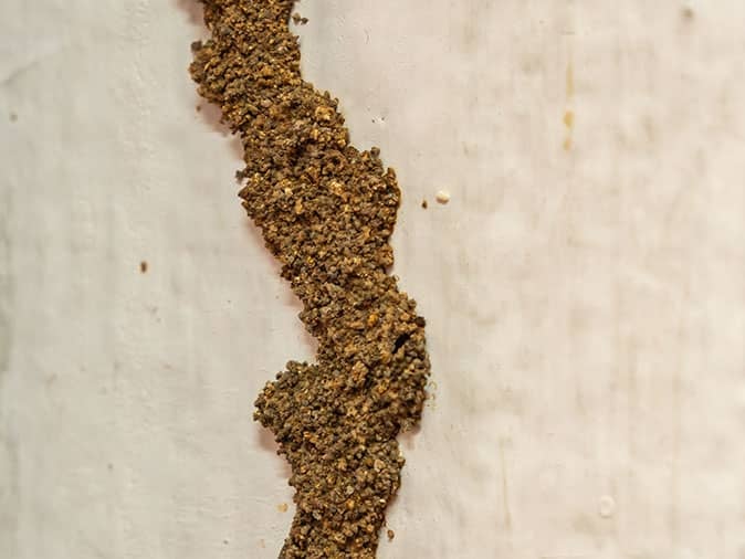 termite tunnels or mud tubes