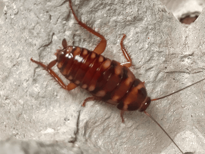 brown-banded cockroach in Tucson