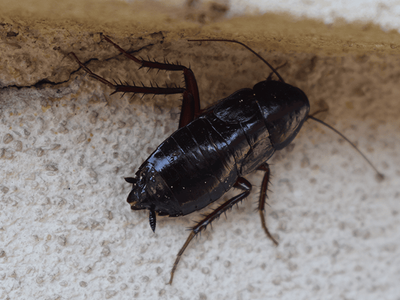 adult oriental cockroach in Tucson